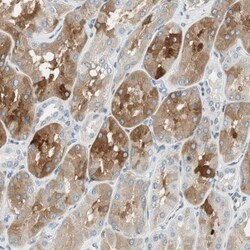 TMEM260 Antibody, Novus Biologicals 25 &mu;L | Buy Online | Novus Biologicals | Fisher Scientific